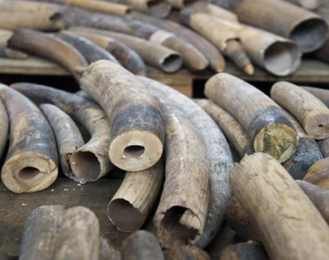 Elephant Action League - 1,000 ivory tusks seized in Hong Kong - Ph AP