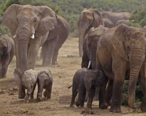 EAL on ivory trade: our voice reported on The Star, BBC News and the Economist