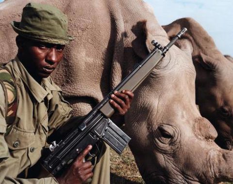 Elephant Action League - South Africa lobbying to sell rhino horn - Ph. David Chancellor/Institute
