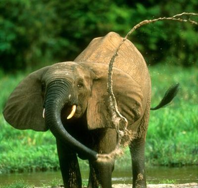 Elephant Advocacy League - Dzanga-Ndoki National Park - Credits: Homo Ambiens/WWF