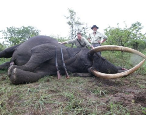 Elephant trophy hunting in Zimbabwe
