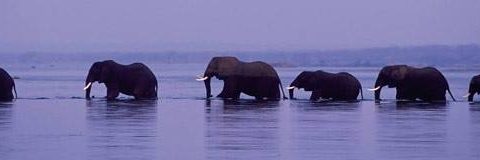 EAL - diplomats smuggling ivory from Zambia to China
