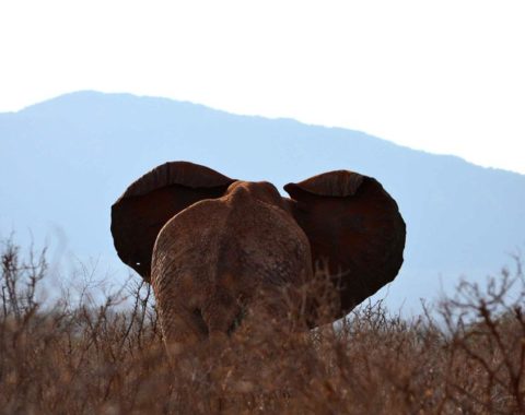 African Elephant - Lots of room for improvement in wildlife law