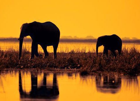 EAL - $1.5 Million grant from US Fish & Wildlife for elephants