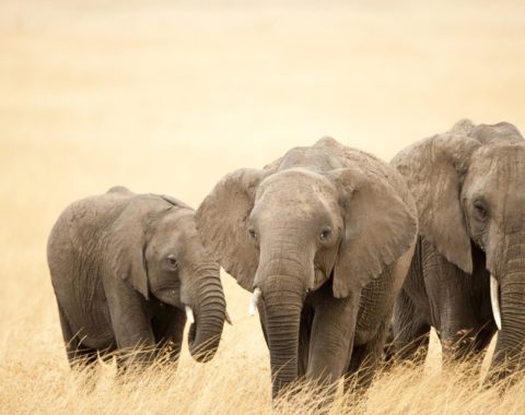 Elephant Advocacy League - african elephants