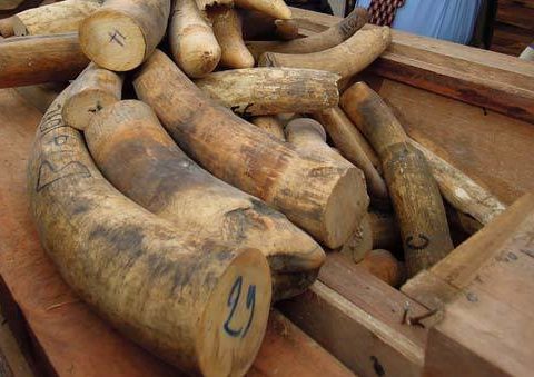 Elephant Advocacy League - Breakthrough in China on ivory smuggling. Photo: Traffic