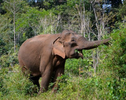 Elephant Advocacy League - elephants in Vietnam, new plan to protect them