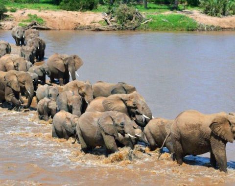 Elephant Advocacy League - UN report on poaching - Photo credits: Carl de Souza/AFP