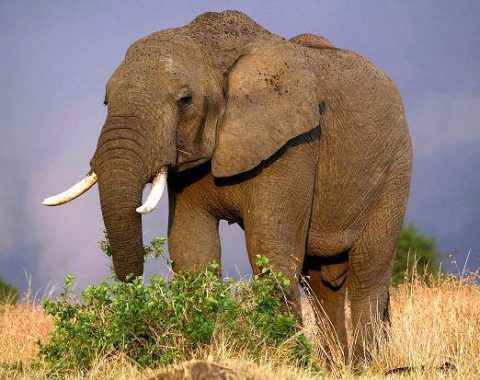 Elephant Action League - African elephant in Kenya