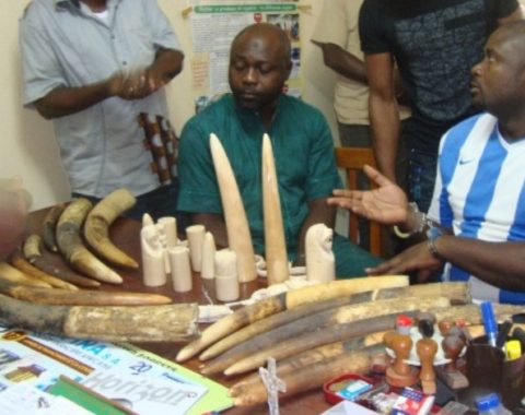 EAL - Ivory Traffickers Arrested in Cameroon by LAGA - Photo LAGA