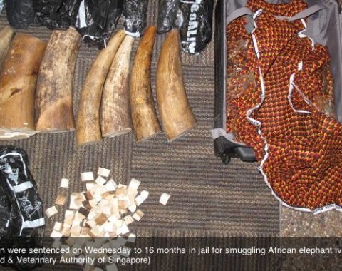 EAL - Arrest in Vietnam for Ivory - complex smuggling routes