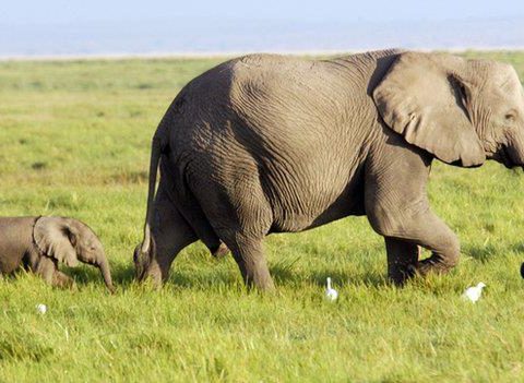 Elephant Advocacy League - the African elephant - Photo BBC