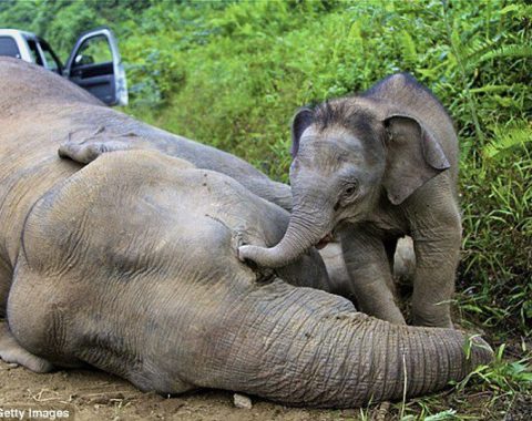 EAL - Baby elephant with poisoned mother, Borneo - AFP