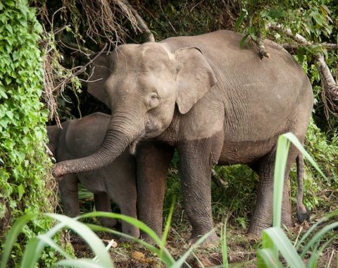 EAL - Borneo elephants and palm oil