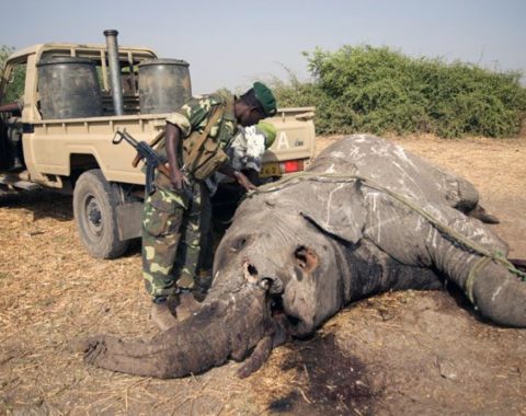 Elephant Advocacy League - CITES & UNEP Report on Ivory