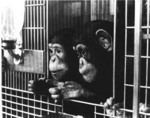 EAL - Chimps in labs - the Jane Goodall petition to the U.S. Fish & Wildlife Service