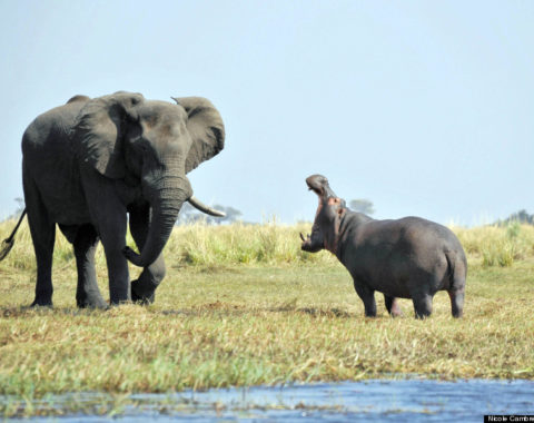 Is this guy talking about culling elephants in Botswana? Elephant Action League