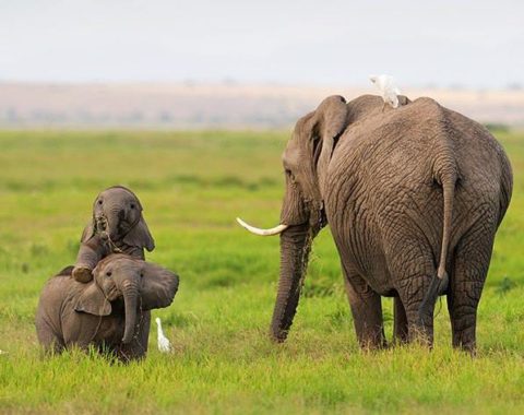 EAL - Elephant Poaching in Tanzania - Name & Shame Them - - Photo © Santosh Saligram