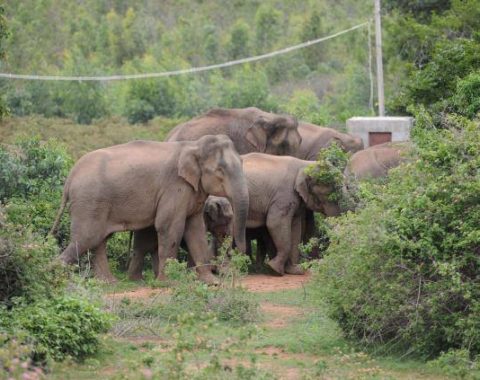 EAL - Elephants in Bangalore - human-elephant confict