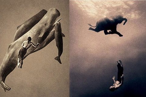 EAL - Elephants were once divers - Photo credits Gregory Colbert