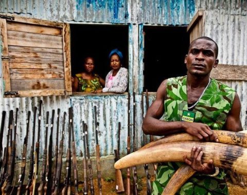 EAL - CJ - Fighting elephant poaching and wildlife crime in Gabon