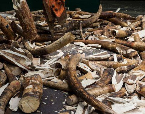 EAL - Philippines Destroys Ivory - Photograph by Brenton Stirton, Getty Images Reportage-National Geographic