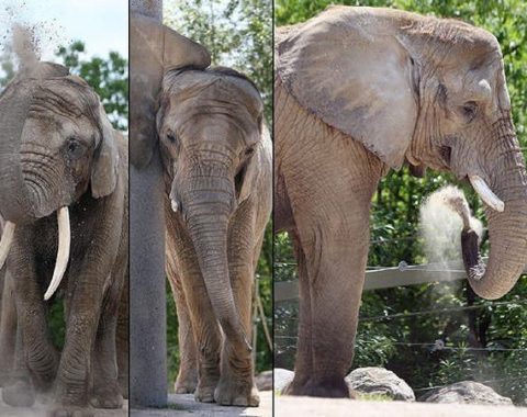 EAL - Toronto zoo elephants moved to a sanctuary in California