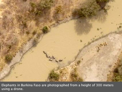 Elephant Advocacy League - Elephants in Burkina Faso - from a drone