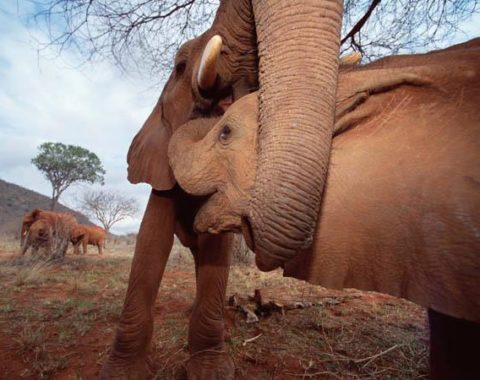 Elephant Advocacy League - maternal care - Photo: DCL (Discovery)