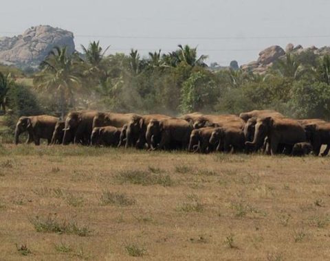 Elephant Advocacy League (EAL) - elephant herd in India (credit: The Hindu)