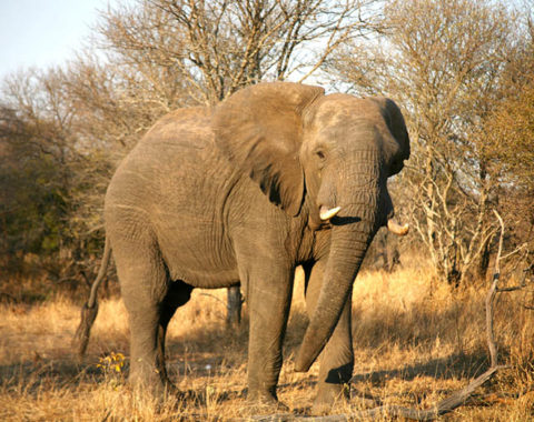 Elephant Advocacy League - elephant in Kruger National Park, South Africa