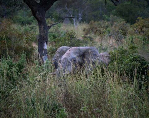Elephant Advocacy League (EAL) - Elephant (New York Times)