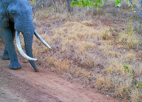 EAL - elephant crossing in Kruger National Park