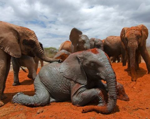Elephant Advocacy League (EAL) - baby elephant in Tsavo, Kenya (Barcroft Media)