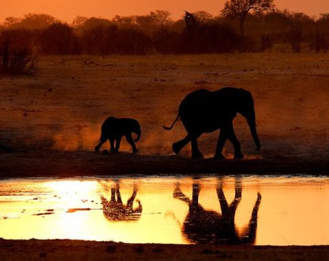 Elephant Advocacy League (EAL) - Elephants in Zimbabwe