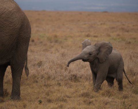 Elephant Advocacy League (EAL) - Baby elephant