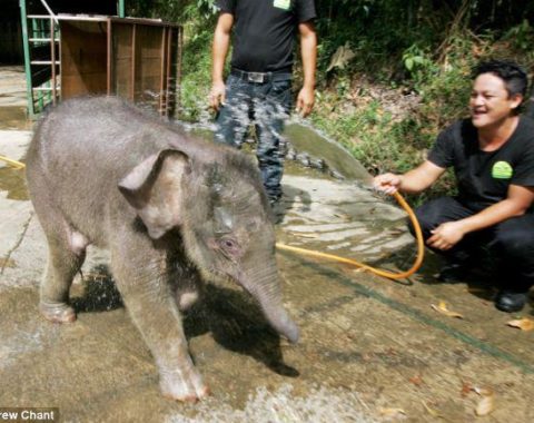 EAL - baby rescued elephant in Malaysia - Ph. Andrea Chant