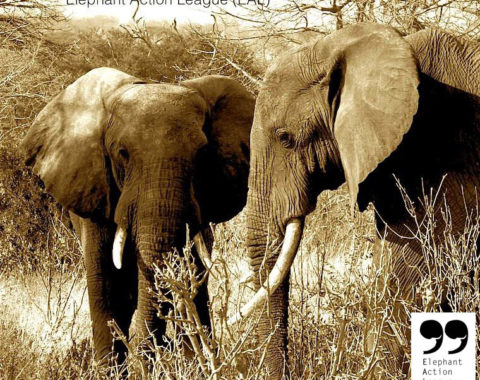 Elephant Action League - African elephants in art