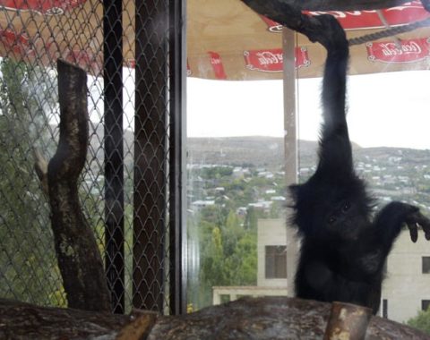 Elephant Action League - Armenia, a center for wildlife traffic. A baby bonobo.