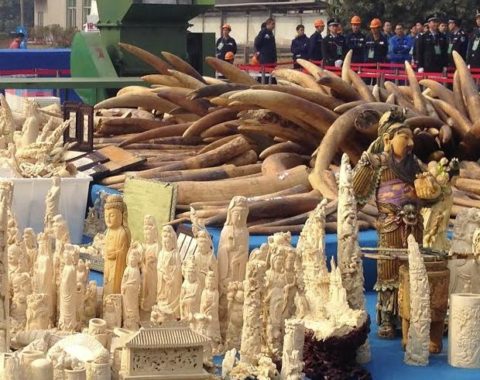 Elephant Action League - China Ivory Destruction(2)