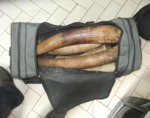 Elephant Action League - Conservation Justice in Gabon - arrest for ivory