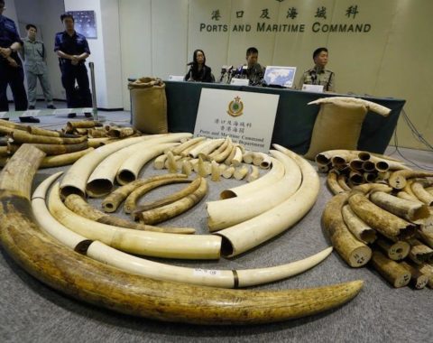 Elephant Action League - Hong Kong seized over 3,350 tusks in 10 months