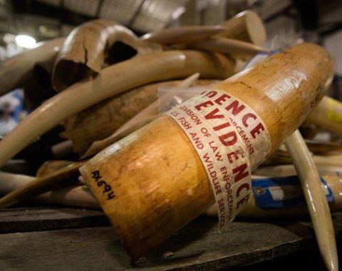 Elephant Action League - Ivory Crush - Ph. Joe Amon, The Denver Post: Getty Images
