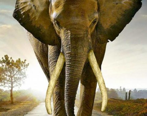 Elephant Action League - March for the Elephants 2013