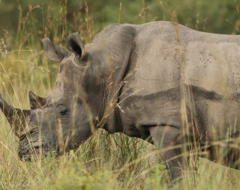 Elephant Action League - Mozambique to create armed force to fight poachers