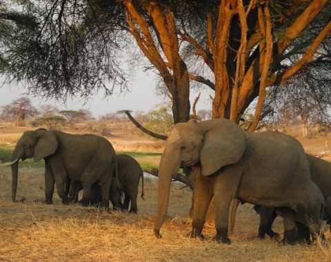 Elephant Action League - Ruaha anti-poaching project in Tanzania