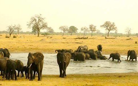 Elephant Action League - South African behind elephant poisoning in Zimbabwe