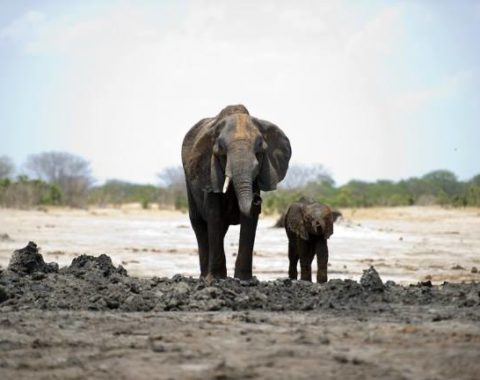 Elephant Action League - The Clinton Global Initiative on elephant poaching