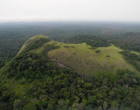 Elephant Action League - The Gabon Jungle - Ph Credit: Elephant Action League