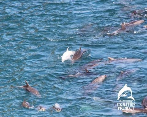 Elephant Action League - The Massacre of the Taiji Cove, Japan